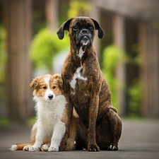 Dogs, Puppy, boxer, Border Collie