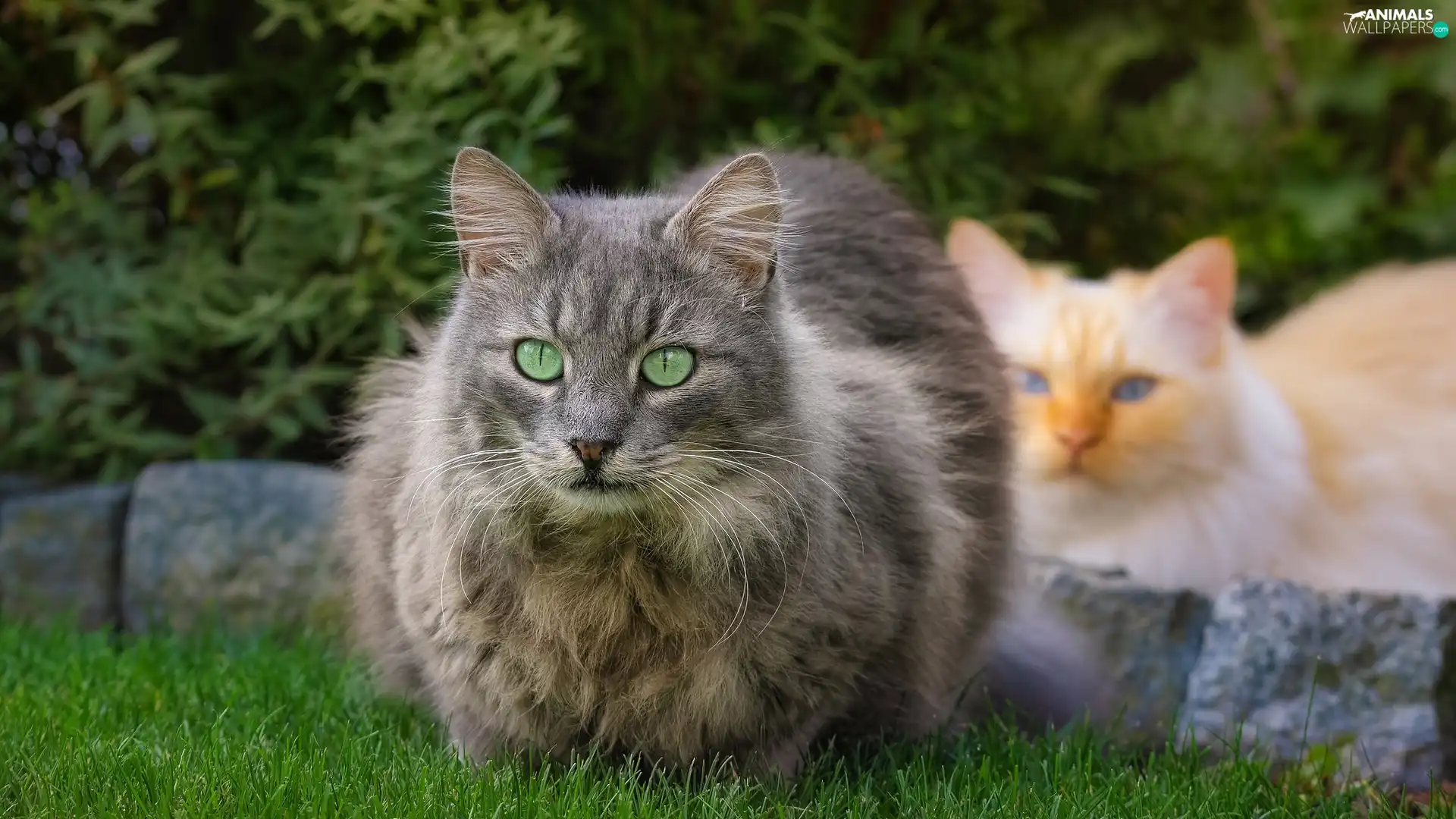 Garden, Two cars, cats