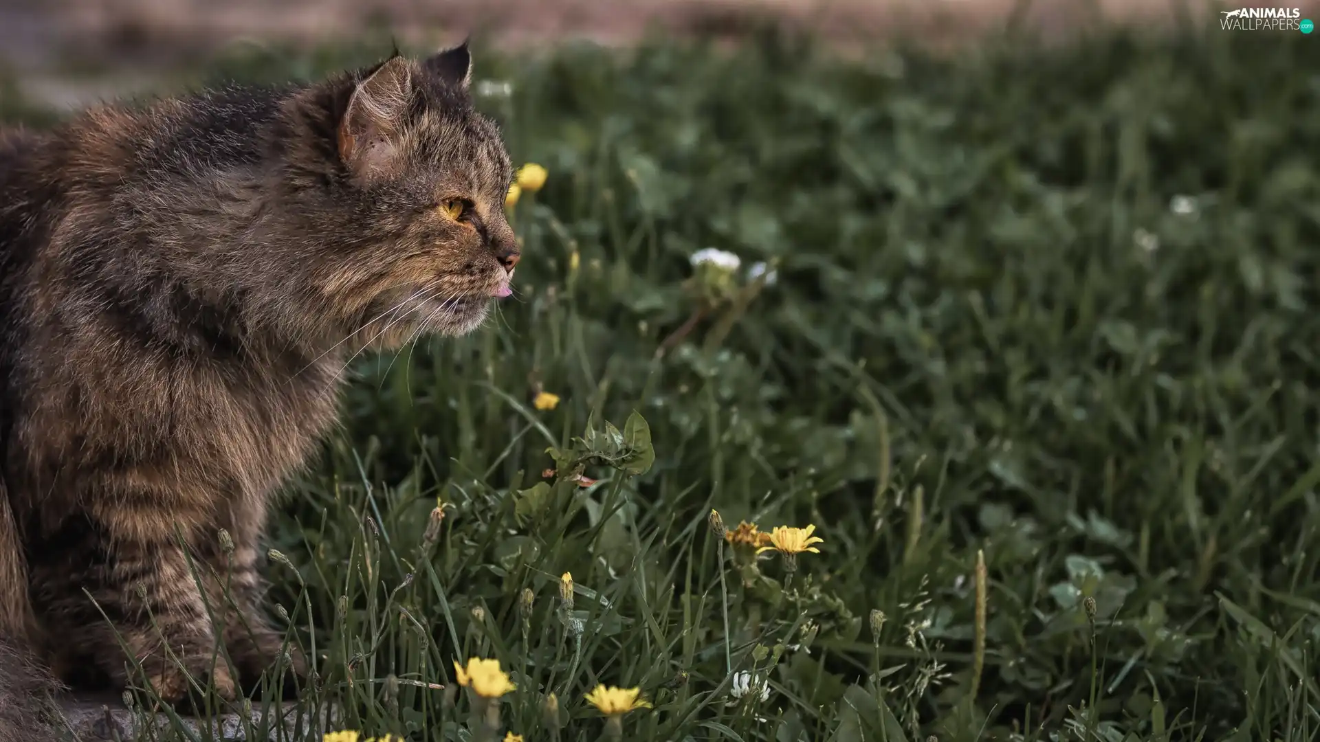 cat, Wildflowers, Flowers, grass