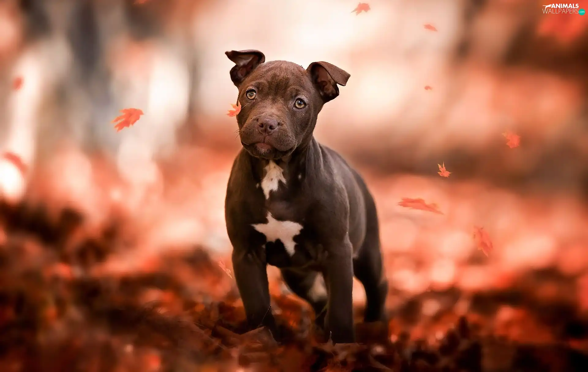 Leaf, dog, Puppy